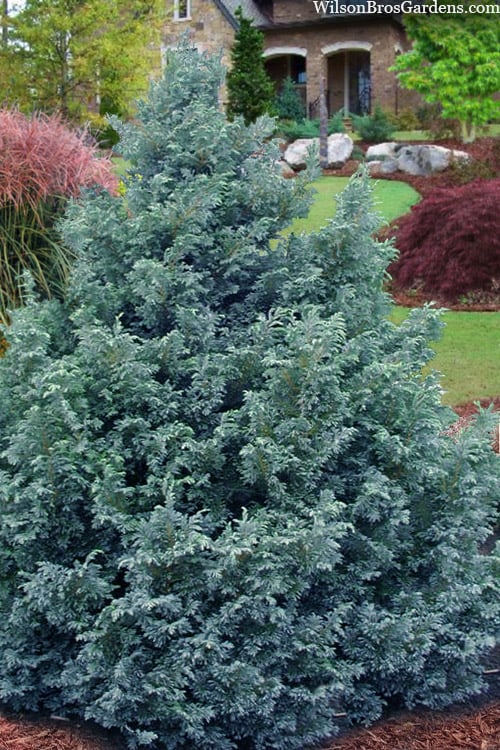 Sawara Cypress Boulevard (Chamaecyparis pisifera)