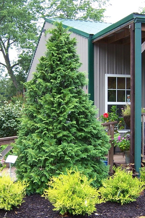 Hinoki Cypress Kosterii (Chamaecyparis obtusa) - Ladybird Nursery