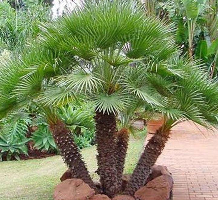 European Fan Palm (Chamaerops humilis) - Ladybird Nursery