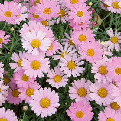 Daisy 'Super Chameleon' (Argyranthemum)