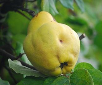 Quince 'Champion' Large - Ladybird Nursery