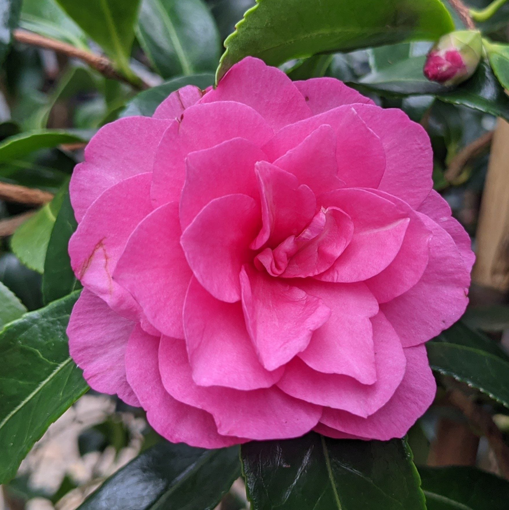 Camellia 'Chansonette' - Ladybird Nursery