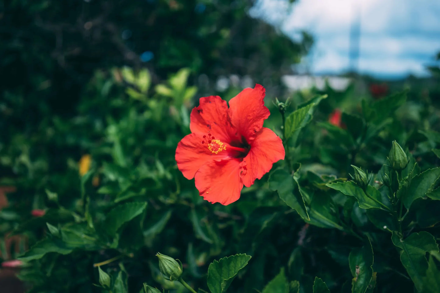 Chinese Hibiscus Hawaiian Skies (Hibiscus rosa-sinensis)