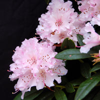 Rhododendron 'Christmas Cheer' - Ladybird Nursery