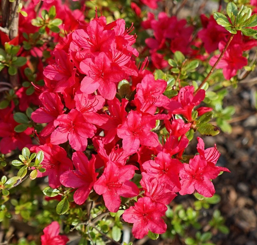 Azalea japonica Christmas Cheer