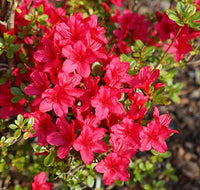 Azalea japonica Christmas Cheer