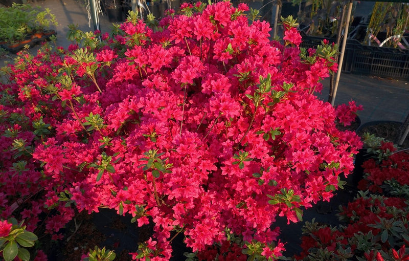 Azalea japonica Christmas Cheer