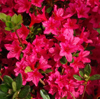 Azalea japonica Christmas Cheer