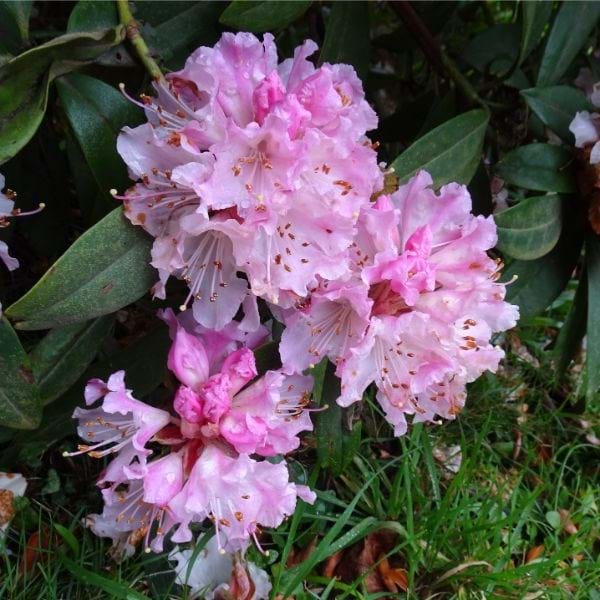 Rhododendron 'Christmas Cheer' - Ladybird Nursery