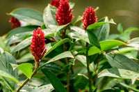 Red Costus Chalise (Costus sp)