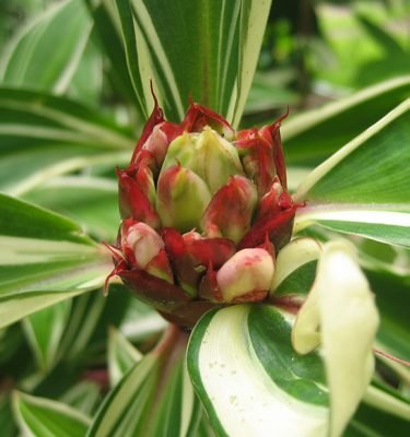 Crepe Ginger (Cheilocostus tatai) - Ladybird Nursery