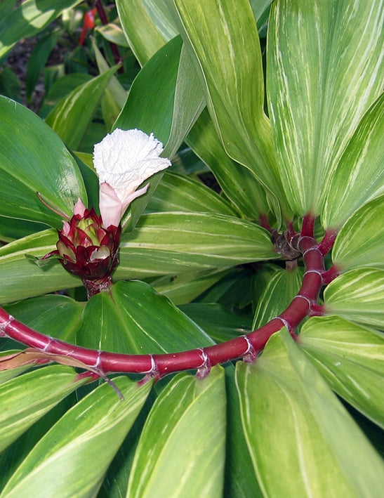 Crepe Ginger (Cheilocostus tatai)
