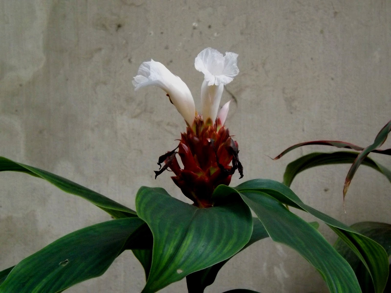 Crepe Ginger (Cheilocostus tatai)