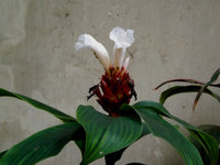 Crepe Ginger (Cheilocostus tatai)