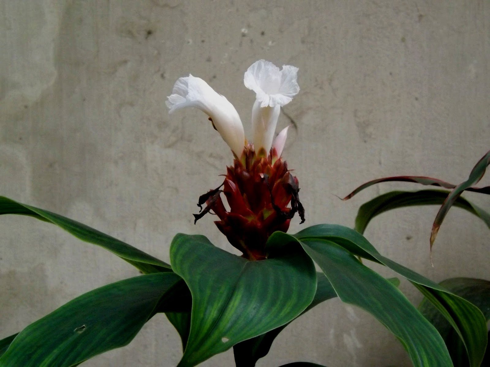 Crepe Ginger (Cheilocostus tatai) - Ladybird Nursery