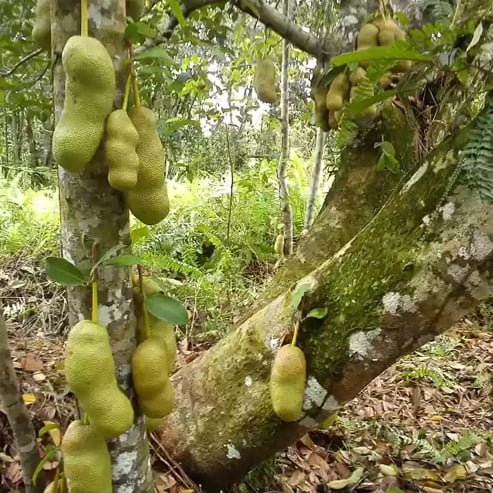 Chempejack - Ladybird Nursery