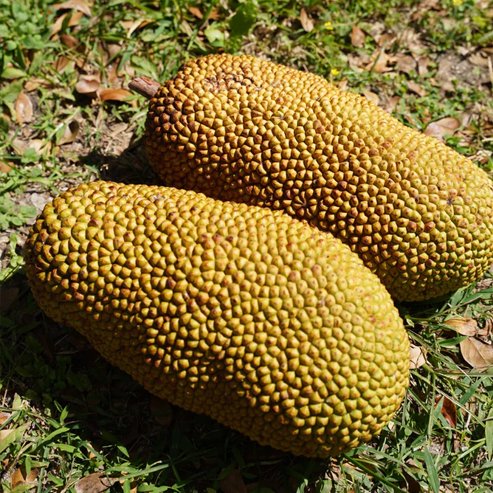 Chempejack - Ladybird Nursery