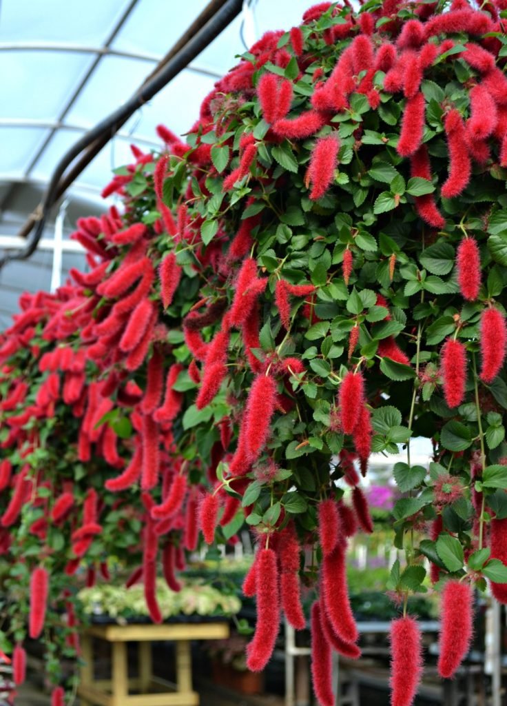 Chenille Plant Stephie (Acalypha reptans) - Ladybird Nursery