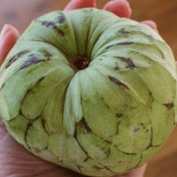 Cherimoya Bays - Ladybird Nursery