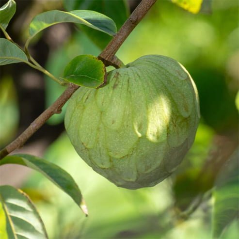 Cherimoya Fino de Jete - Ladybird Nursery