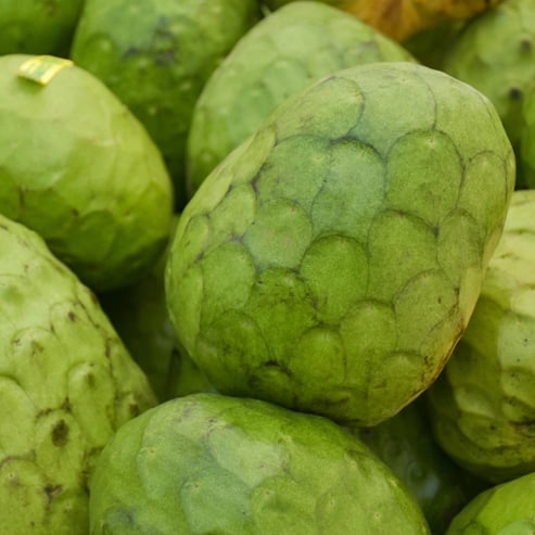 Cherimoya Fino de Jete