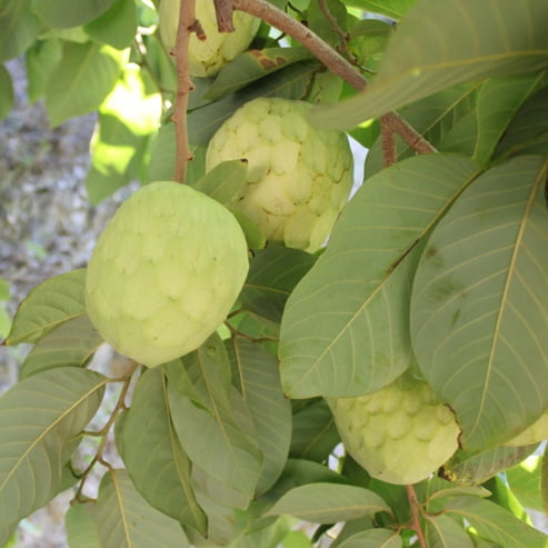 Cherimoya Fino de Jete