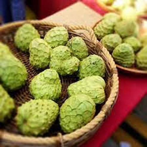 Cherimoya seedling - Ladybird Nursery