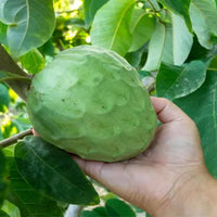 Cherimoya seedling
