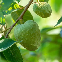 Cherimoya seedling - Ladybird Nursery