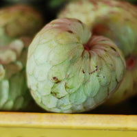 Cherimoya White