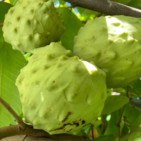 Cherimoya White