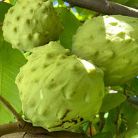 Cherimoya White - Ladybird Nursery