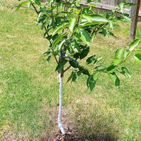 2-Way Cherry 'Minnie Royal + Royal Lee'