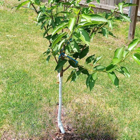 2 - Way Cherry 'Minnie Royal + Royal Lee' - Ladybird Nursery