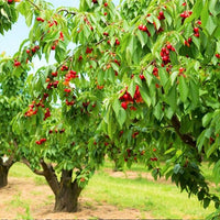 2-Way Cherry 'Minnie Royal + Royal Lee'