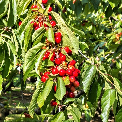 2-Way Cherry 'Minnie Royal + Royal Lee'