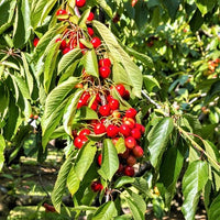 2 - Way Cherry 'Minnie Royal + Royal Lee' - Ladybird Nursery