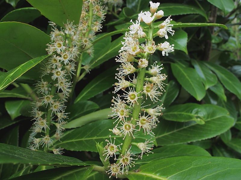 Cherry Laurel (Prunus laurocerasus)