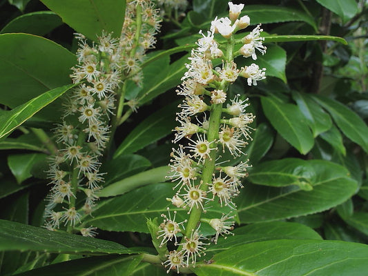 Cherry Laurel (Prunus laurocerasus)