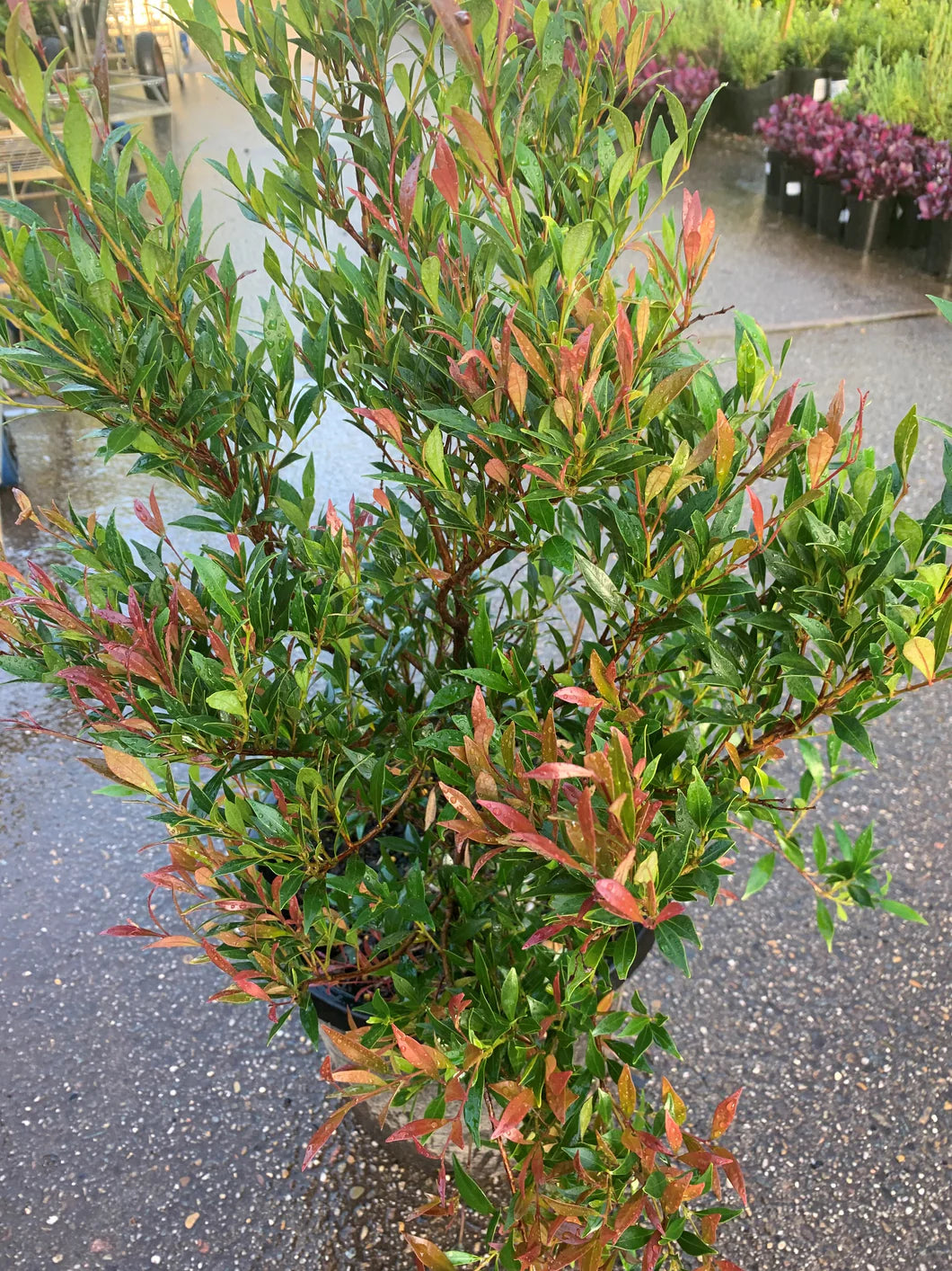 Lilly Pilly minor Cherry Surprise (Acmena smithii)