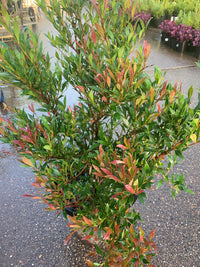 Lilly Pilly minor Cherry Surprise (Acmena smithii)