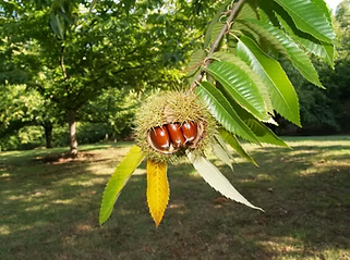 Chestnut 'De Coppi Marone' (Castanea Sativa)