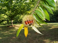 Chestnut 'De Coppi Marone' (Castanea Sativa)