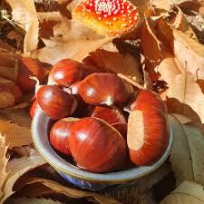 Chestnut 'De Coppi Marone' (Castanea Sativa) (BARE ROOT) - Ladybird Nursery
