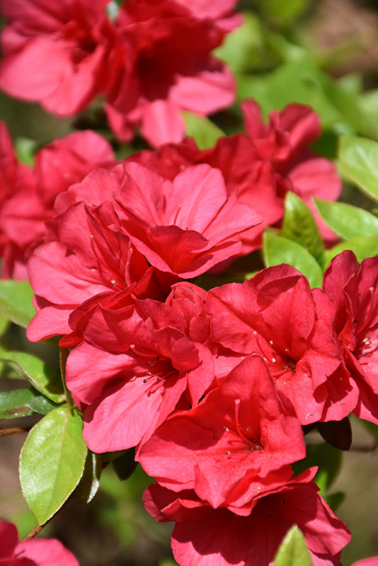 Azalea japonica Christmas Cheer