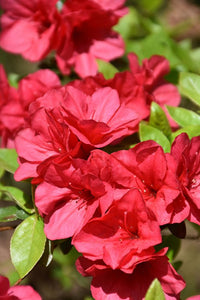 Azalea japonica Christmas Cheer - Ladybird Nursery