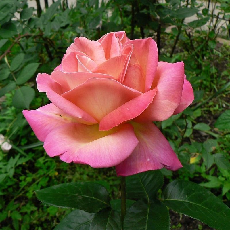Rose Chicago Peace (Rosa) - Ladybird Nursery