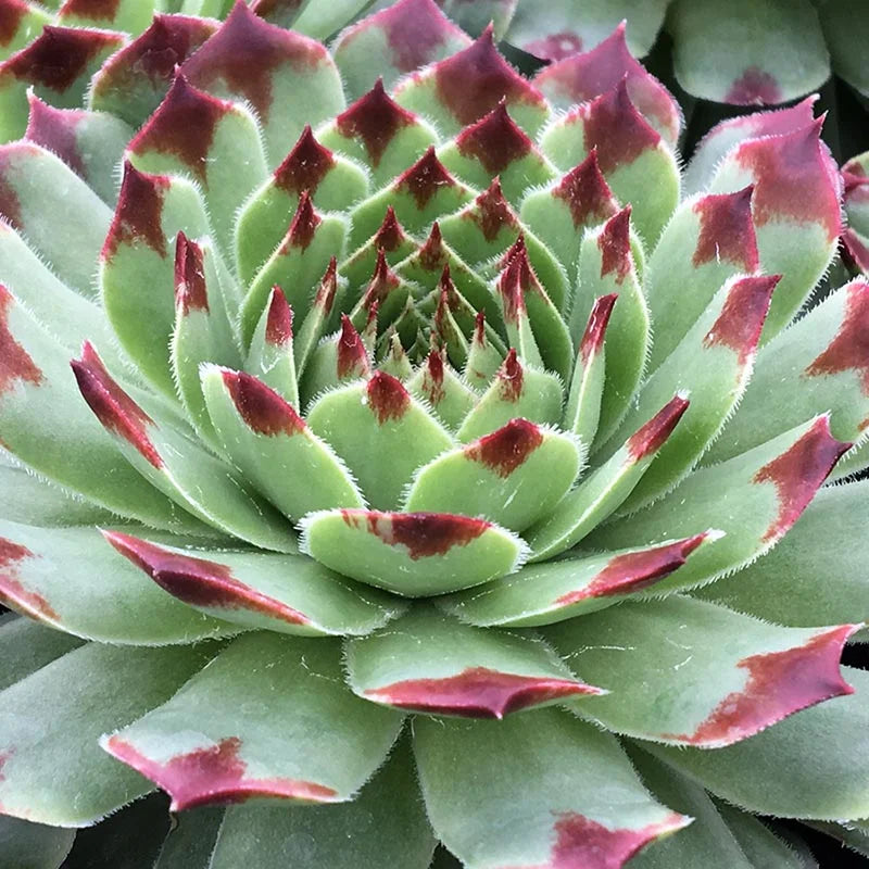 Chick Charms (Sempervivum)