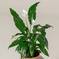 Peace Lily Chico (Spathiphyllum) - Ladybird Nursery