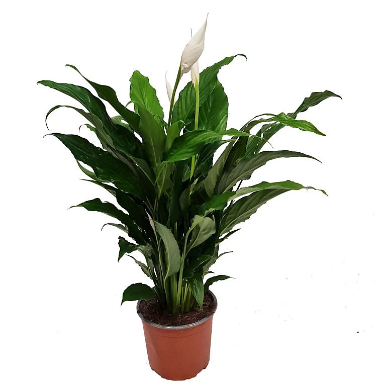 Peace Lily Chico (Spathiphyllum)